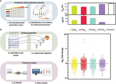 Escherichia coli Can Adapt Its Protein Translocation Machinery for Enhanced Periplasmic Recombinant Protein Production